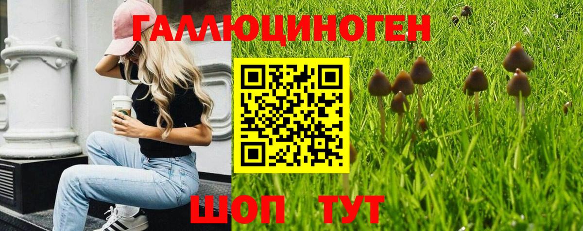 Галлюциногенные грибы Psilocybine cubensis Кемерово